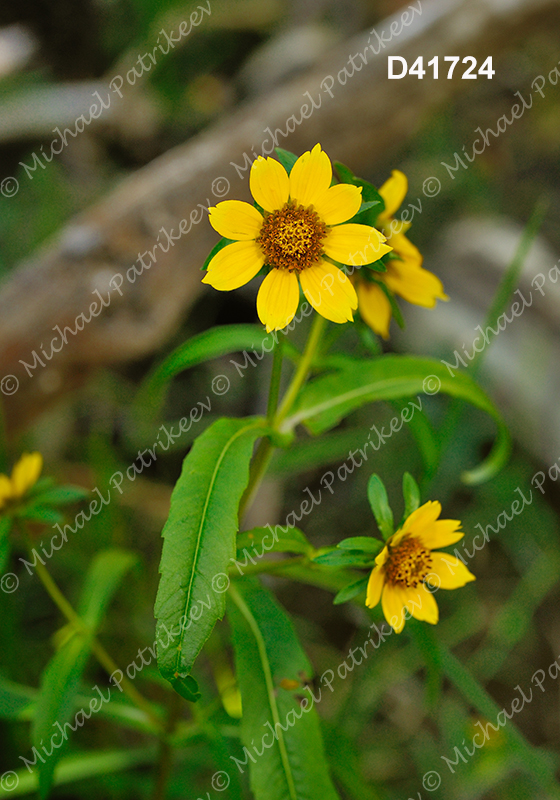 Nodding Beggarticks (Bidens cernua)